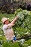 Tobacco Farmer, Viñales Valley - February 2024