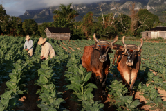 Ernesto’s Farm, Viñales Valley - February 2025